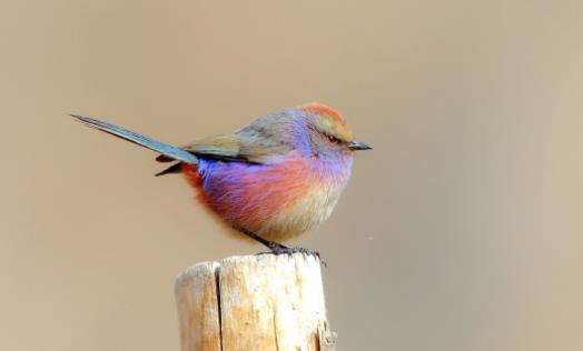世界上最美的雀 花彩雀鶯小巧圓潤 羽毛五彩斑斕