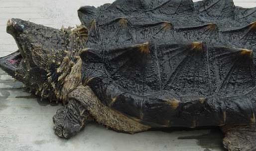 世界上最兇猛的龜 真鱷龜會主動攻擊人 能咬斷人的手指