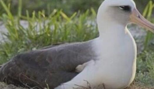 世界上最長壽的鳥 一只叫做“智慧”的黑背信天翁已超過66歲 還在產蛋