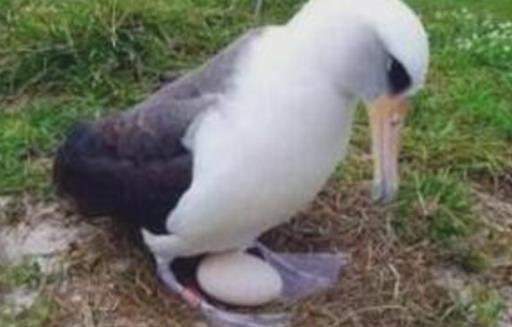 世界上最長壽的鳥 一只叫做“智慧”的黑背信天翁已超過66歲 還在產蛋