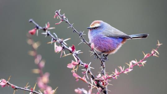 世界上最美的雀 花彩雀鶯小巧圓潤 羽毛五彩斑斕