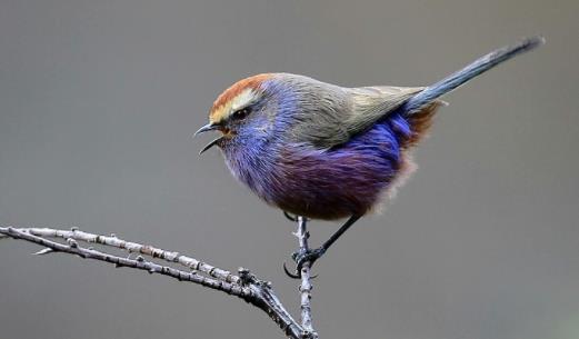 世界上最美的雀 花彩雀鶯小巧圓潤 羽毛五彩斑斕