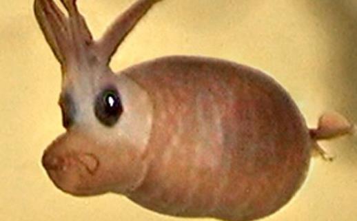 世界上最可愛的魷魚 小豬魷魚外形像一頭胖胖的小豬