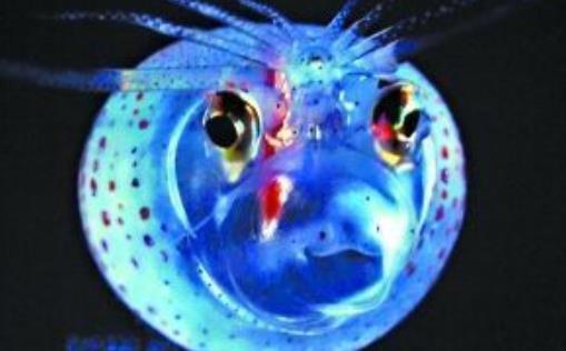 世界上最可愛的魷魚 小豬魷魚外形像一頭胖胖的小豬