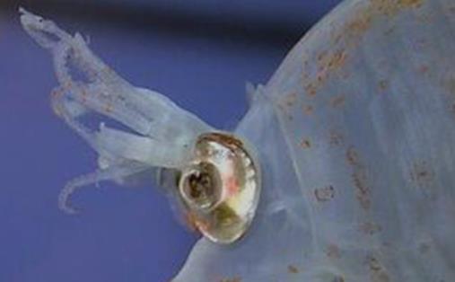 世界上最可愛的魷魚 小豬魷魚外形像一頭胖胖的小豬