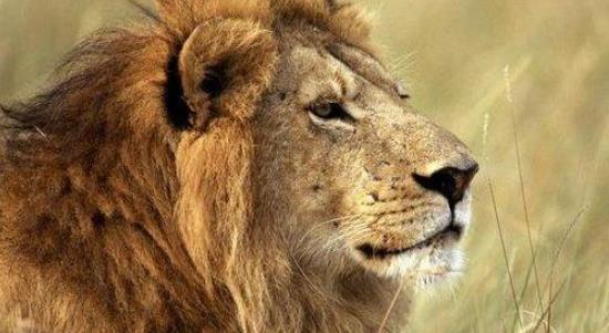 世界上最小的獅子 索馬里獅最大體長都不足2米