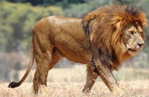 世界上最小的獅子 索馬里獅最大體長都不足2米