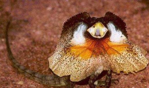 世界上最奇特的蜥蜴 傘蜥頸部長著傘狀領圈 還能直立奔跑