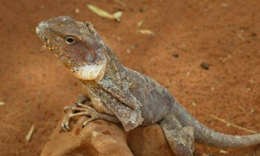 世界上最奇特的蜥蜴 傘蜥頸部長著傘狀領圈 還能直立奔跑