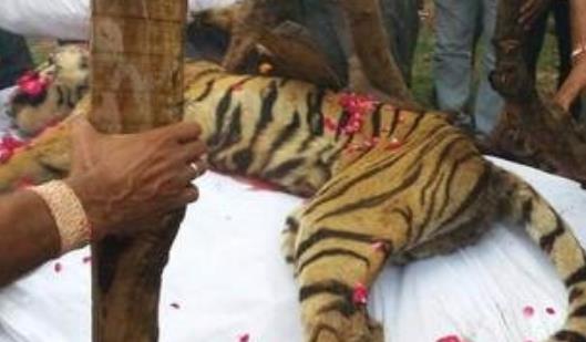 世界上最長(zhǎng)壽的老虎 瑪琪莉活了20歲 因與鱷魚搏斗而出名