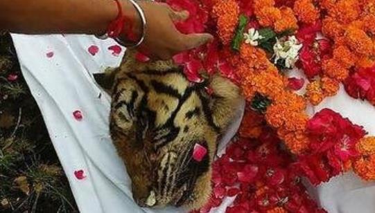 世界上最長(zhǎng)壽的老虎 瑪琪莉活了20歲 因與鱷魚搏斗而出名