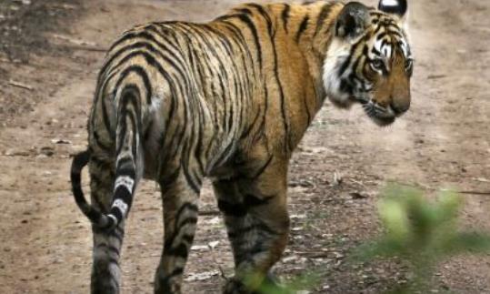 世界上最長(zhǎng)壽的老虎 瑪琪莉活了20歲 因與鱷魚搏斗而出名