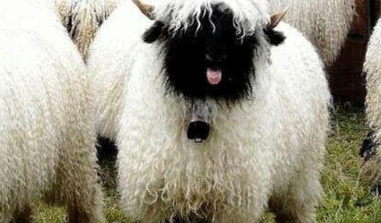 世界上最可愛的羊 黑鼻羊臉部漆黑不見五官 外形十分蠢萌