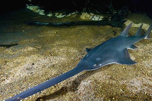 世界上長相最奇特的鯨 獨角鯨長有接近3米的長牙