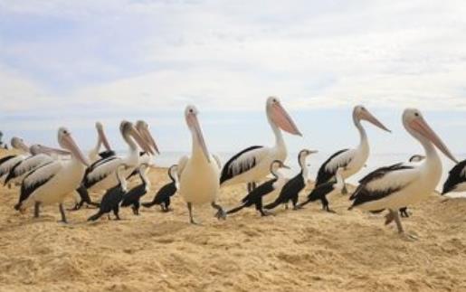世界上嘴巴最長的鳥 澳大利亞鵜鶘嘴長接近半米