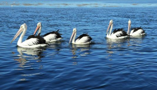 世界上嘴巴最長的鳥 澳大利亞鵜鶘嘴長接近半米