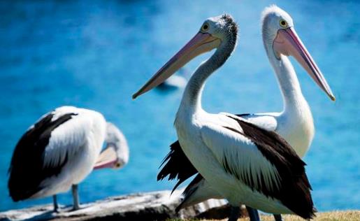 世界上嘴巴最長的鳥 澳大利亞鵜鶘嘴長接近半米