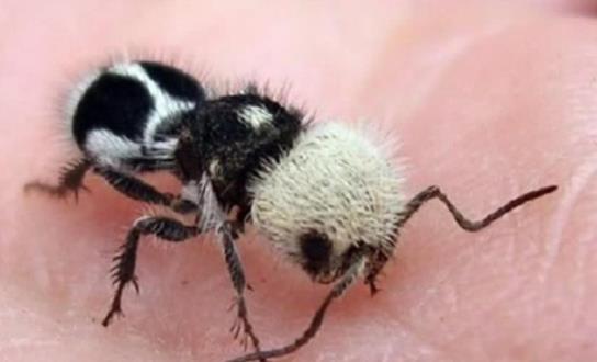 世界上長相最奇特的蜂 熊貓螞蟻毛色如熊貓 體態(tài)似螞蟻