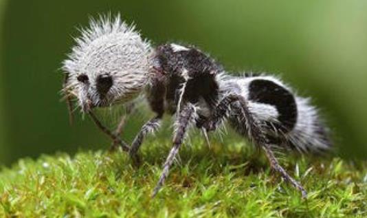 世界上長相最奇特的蜂 熊貓螞蟻毛色如熊貓 體態(tài)似螞蟻