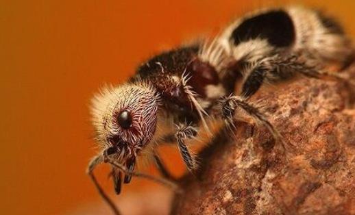 世界上長相最奇特的蜂 熊貓螞蟻毛色如熊貓 體態(tài)似螞蟻