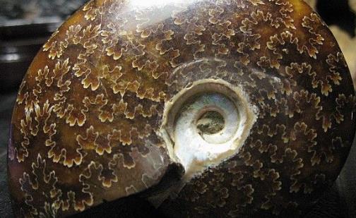 世界上最古老的海螺 鸚鵡螺已在地球上生活了5億年