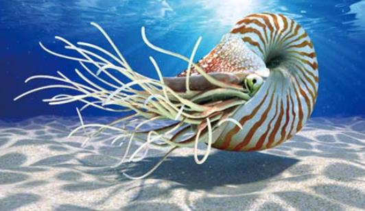 世界上最古老的海螺 鸚鵡螺已在地球上生活了5億年