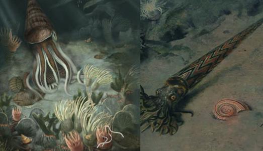 世界上最古老的海螺 鸚鵡螺已在地球上生活了5億年