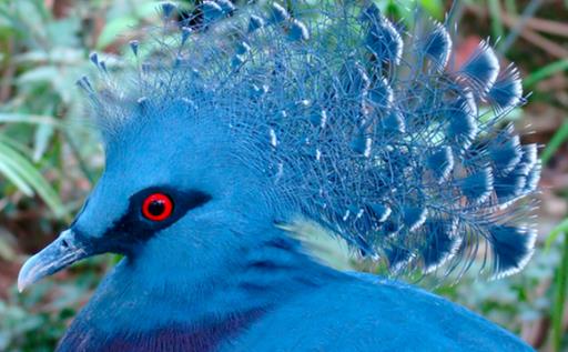 世界上最大的鴿 維多利亞鳳冠鳩體長超過70厘米 是鴿中孔雀