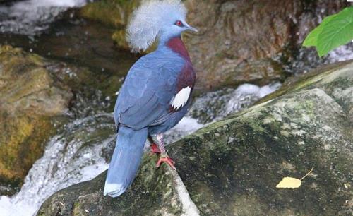 世界上最大的鴿 維多利亞鳳冠鳩體長超過70厘米 是鴿中孔雀