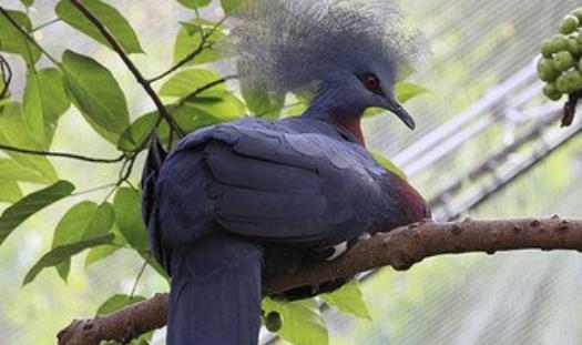 世界上最大的鴿 維多利亞鳳冠鳩體長超過70厘米 是鴿中孔雀