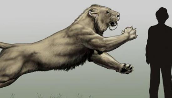 史上最大的獅子 殘暴獅全長可至4米 體重400公斤以上