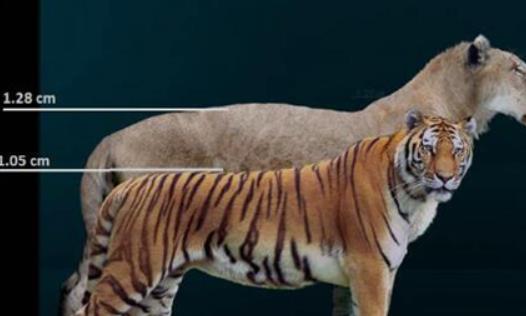 史上最大的獅子 殘暴獅全長可至4米 體重400公斤以上