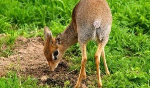 世界上最小的羚羊 犬羚不到半米高 配偶死后另一方會因壓力而亡