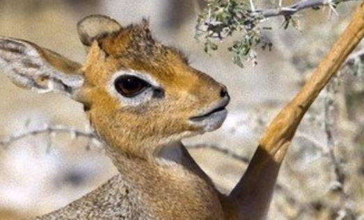世界上最小的羚羊 犬羚不到半米高 配偶死后另一方會因壓力而亡