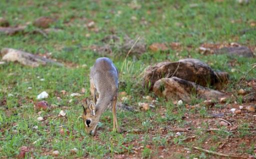 世界上最小的羚羊 犬羚不到半米高 配偶死后另一方會因壓力而亡