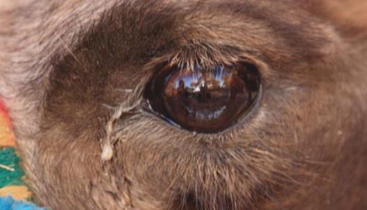 世界上睫毛最長的動物 駱駝的睫毛長且濃密 有內外兩層