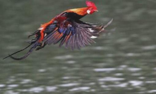 世界上飛的最遠的雞 原雞一次能飛行上百米遠