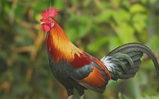 世界上飛的最遠的雞 原雞一次能飛行上百米遠