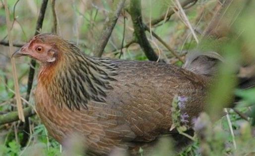 世界上飛的最遠的雞 原雞一次能飛行上百米遠
