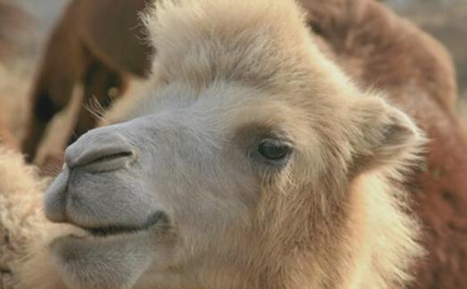 世界上睫毛最長的動物 駱駝的睫毛長且濃密 有內外兩層