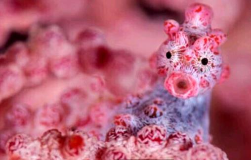 世界上最小的海馬 豆丁海馬身長不足2厘米 是偽裝大師