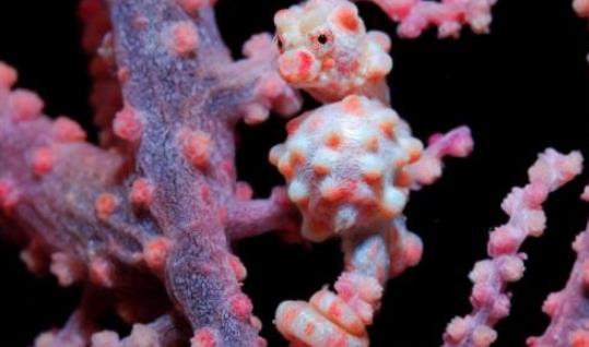 世界上最小的海馬 豆丁海馬身長不足2厘米 是偽裝大師