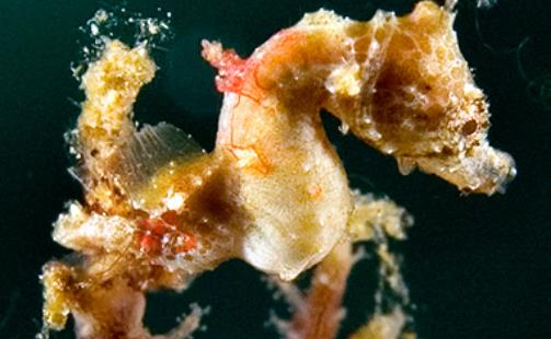 世界上最小的海馬 豆丁海馬身長不足2厘米 是偽裝大師