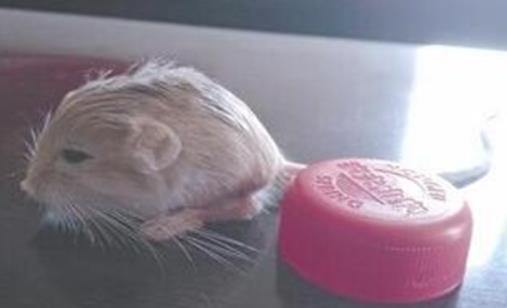 世界最小跳鼠 三趾心顱跳鼠只有瓶蓋大小