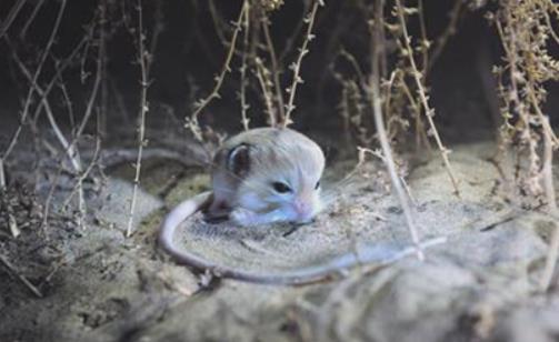 世界最小跳鼠 三趾心顱跳鼠只有瓶蓋大小