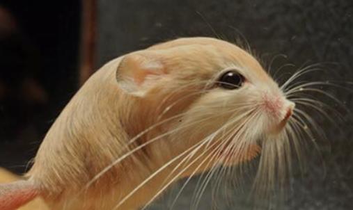 世界最小跳鼠 三趾心顱跳鼠只有瓶蓋大小