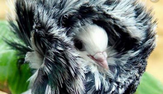 世界上最時髦的鳥 雅各賓鴿號稱最時髦“貴婦”