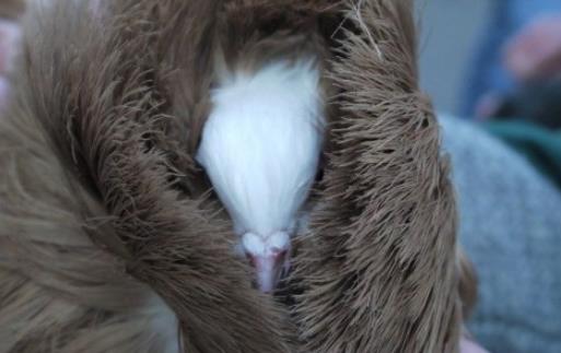 世界上最時髦的鳥 雅各賓鴿號稱最時髦“貴婦”