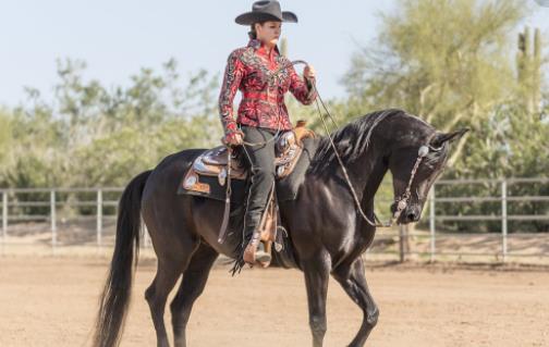 世上最貴的馬種 阿拉伯馬最古老最名貴