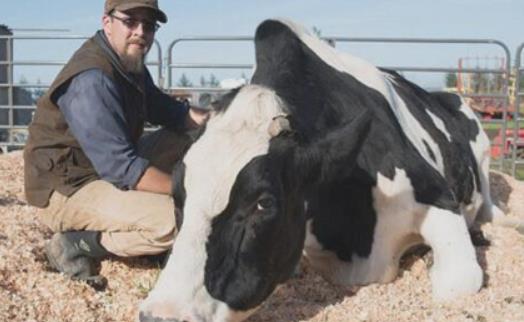 世界上最大的奶牛 身高接近兩米 體重兩千多斤